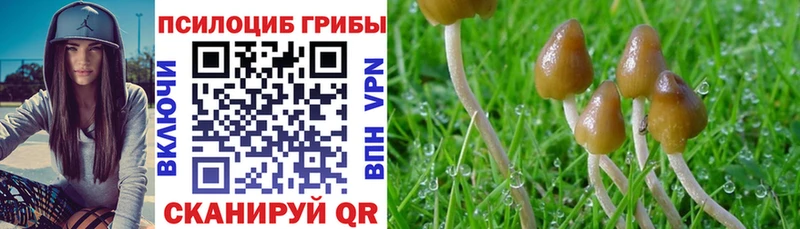 Псилоцибиновые грибы Cubensis  Сортавала 